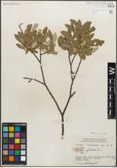 Foto von Salix glauca L.
